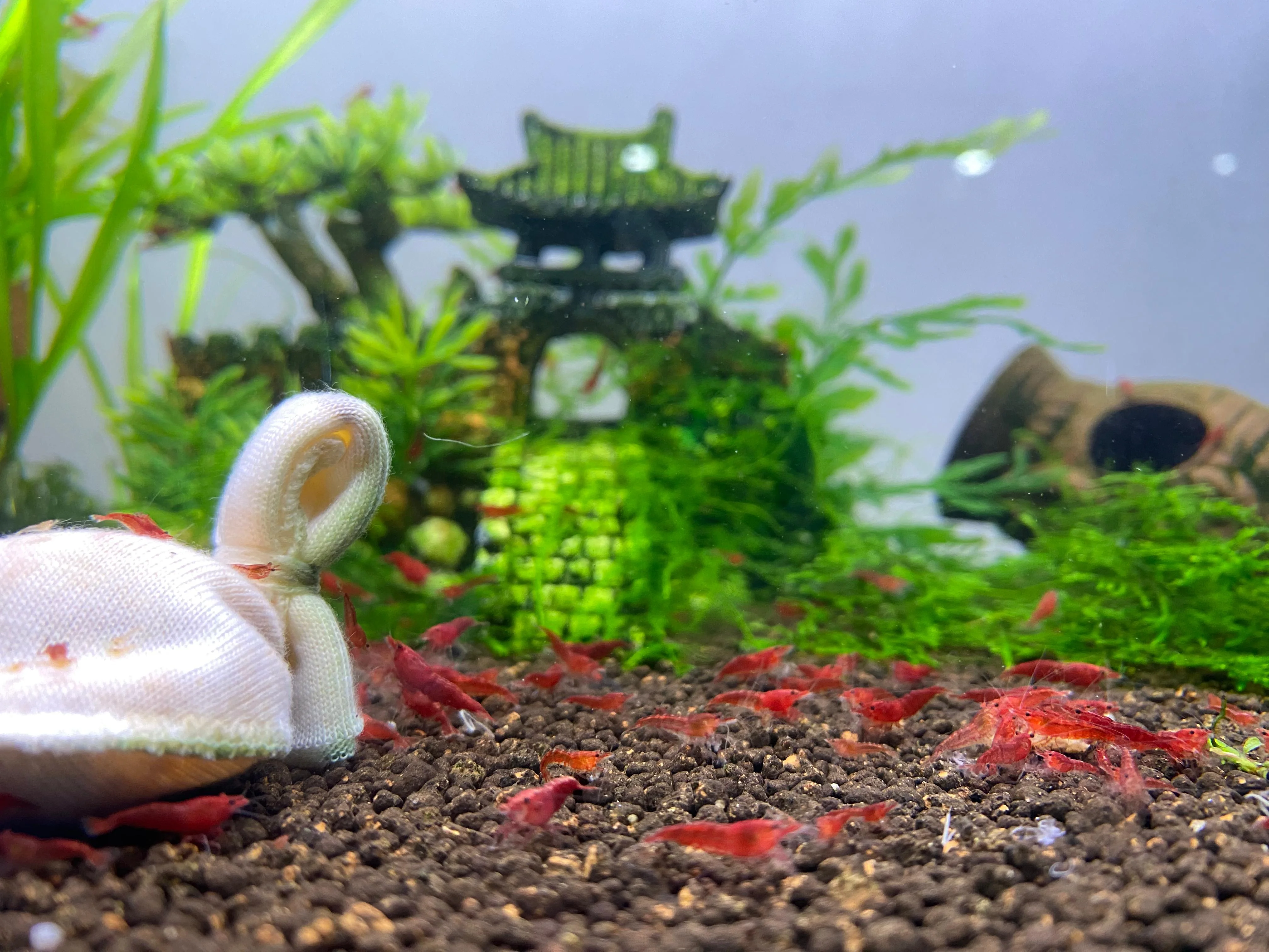 Shrimp Enthusiast breeding setup
