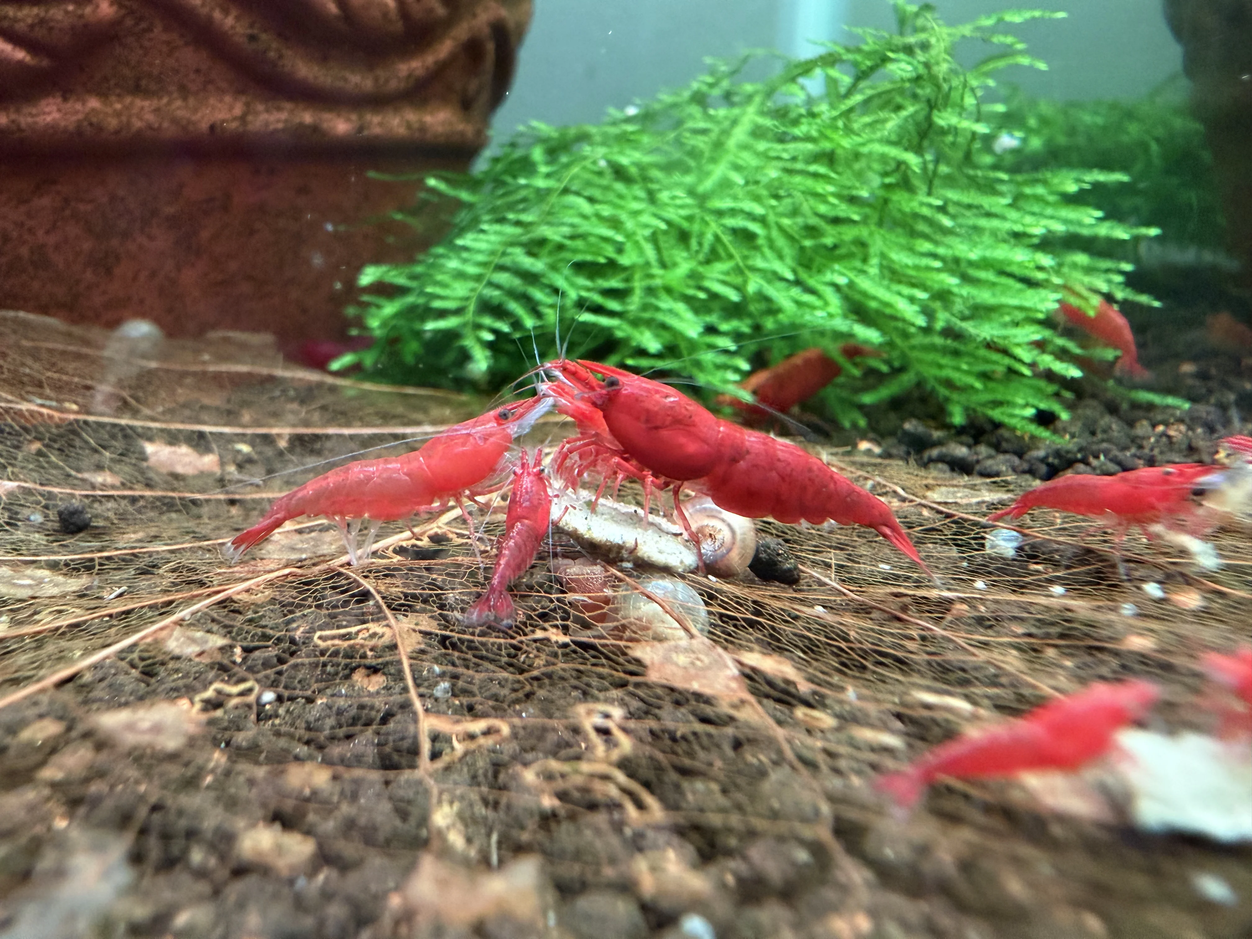 Bloody Mary neocaridina shrimp with deep red colouration