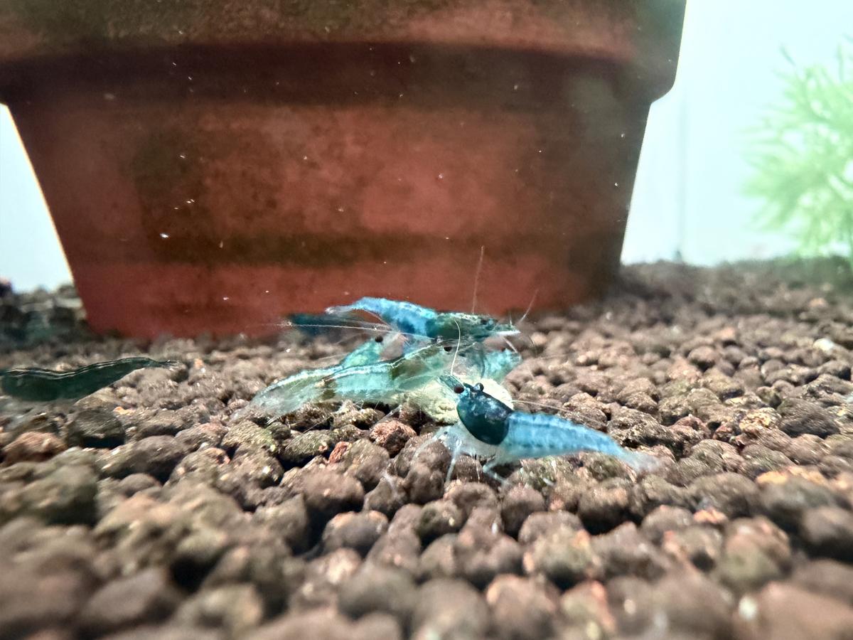 Blue Cherry neocaridina shrimp on aquarium substrate