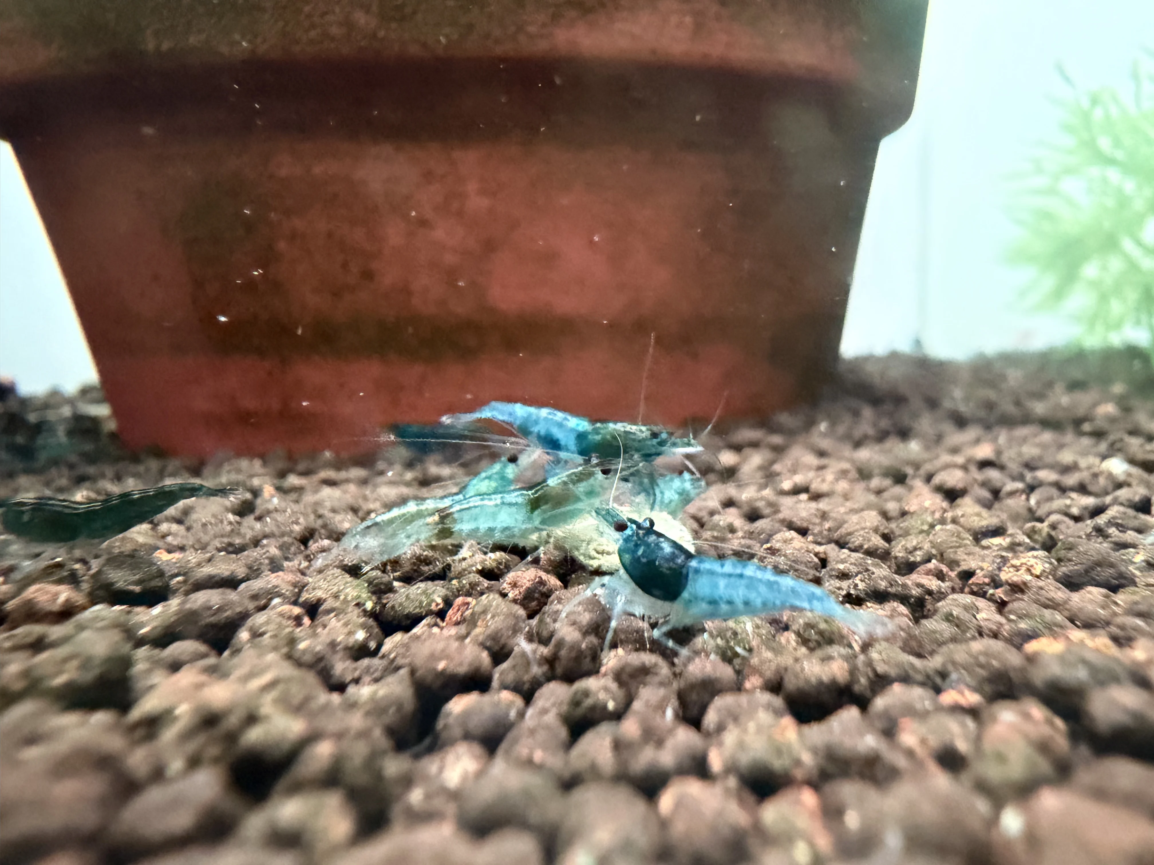 Blue Cherry neocaridina shrimp on aquarium substrate
