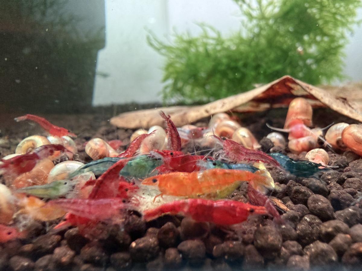 Cull neocaridina shrimp with mixed colouration
