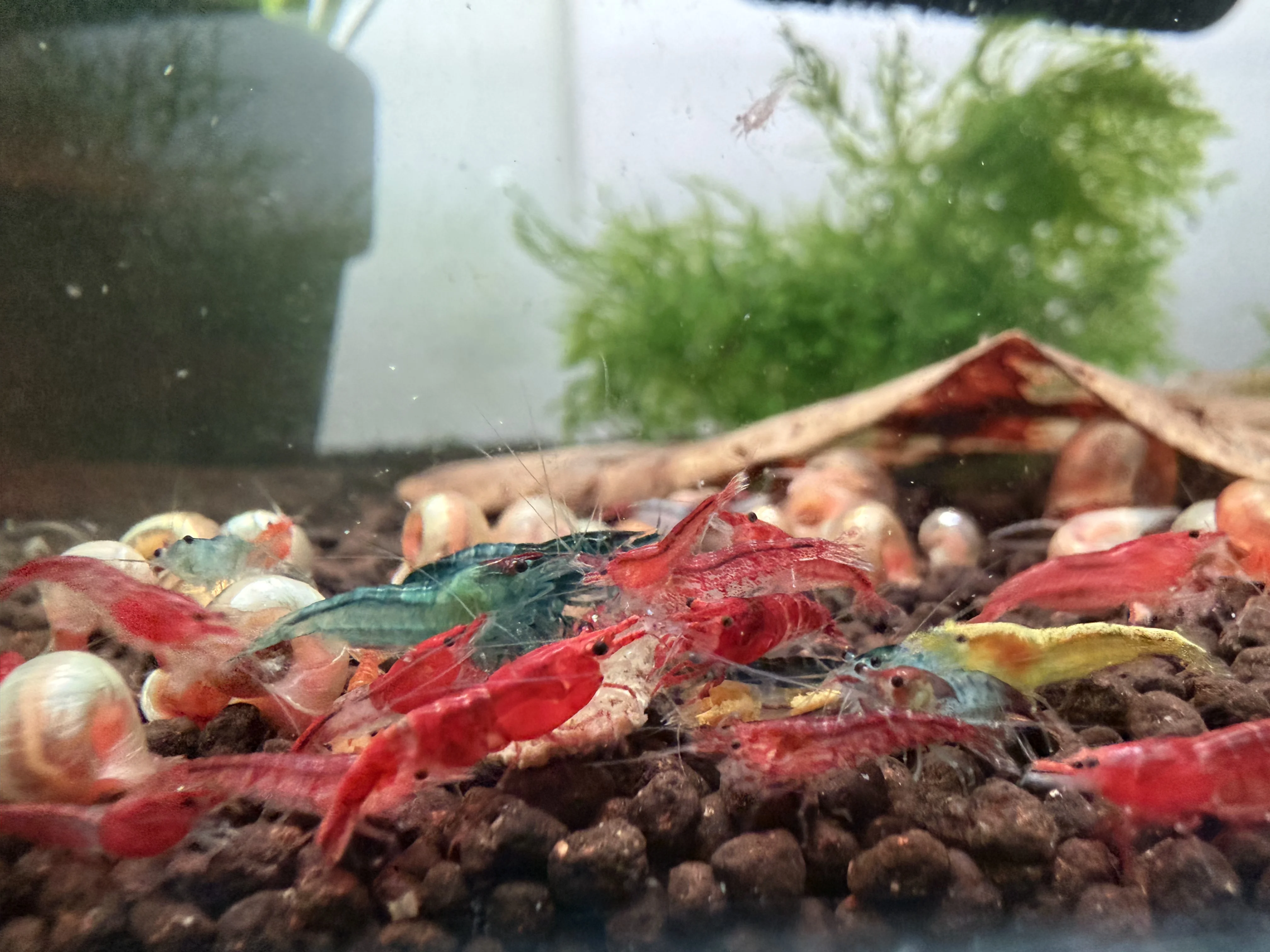 Cull neocaridina shrimp with mixed colouration