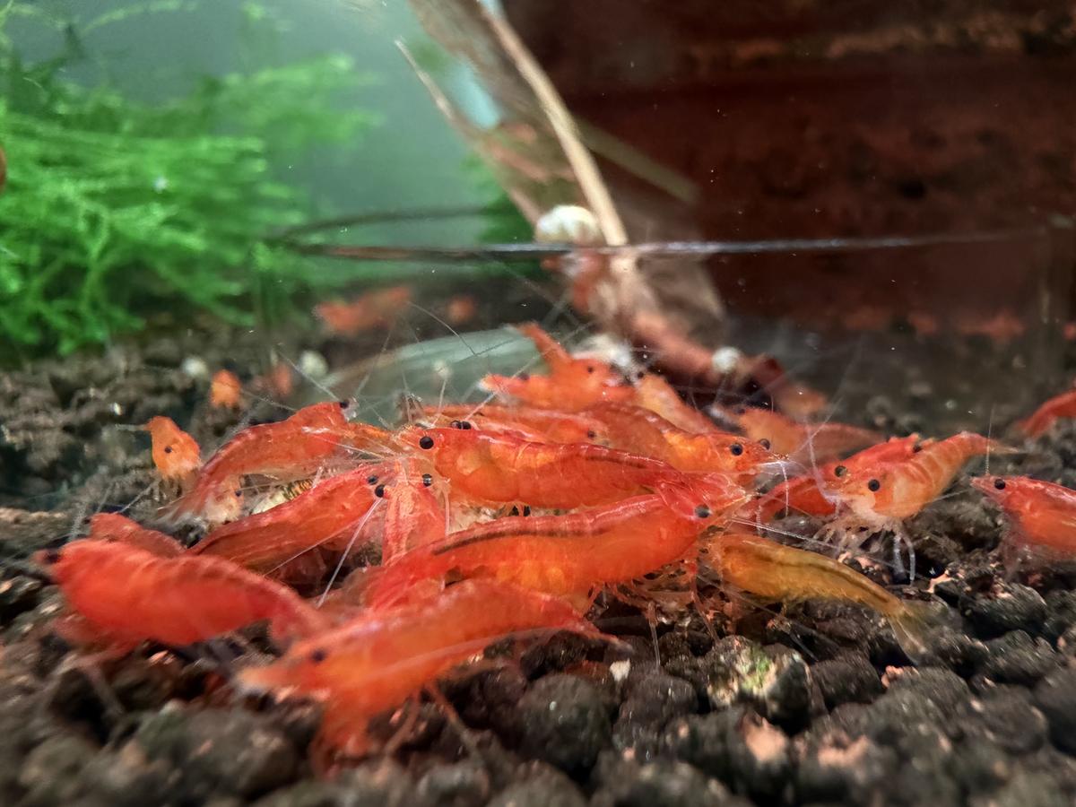 Orange Sunkist neocaridina shrimp on driftwood
