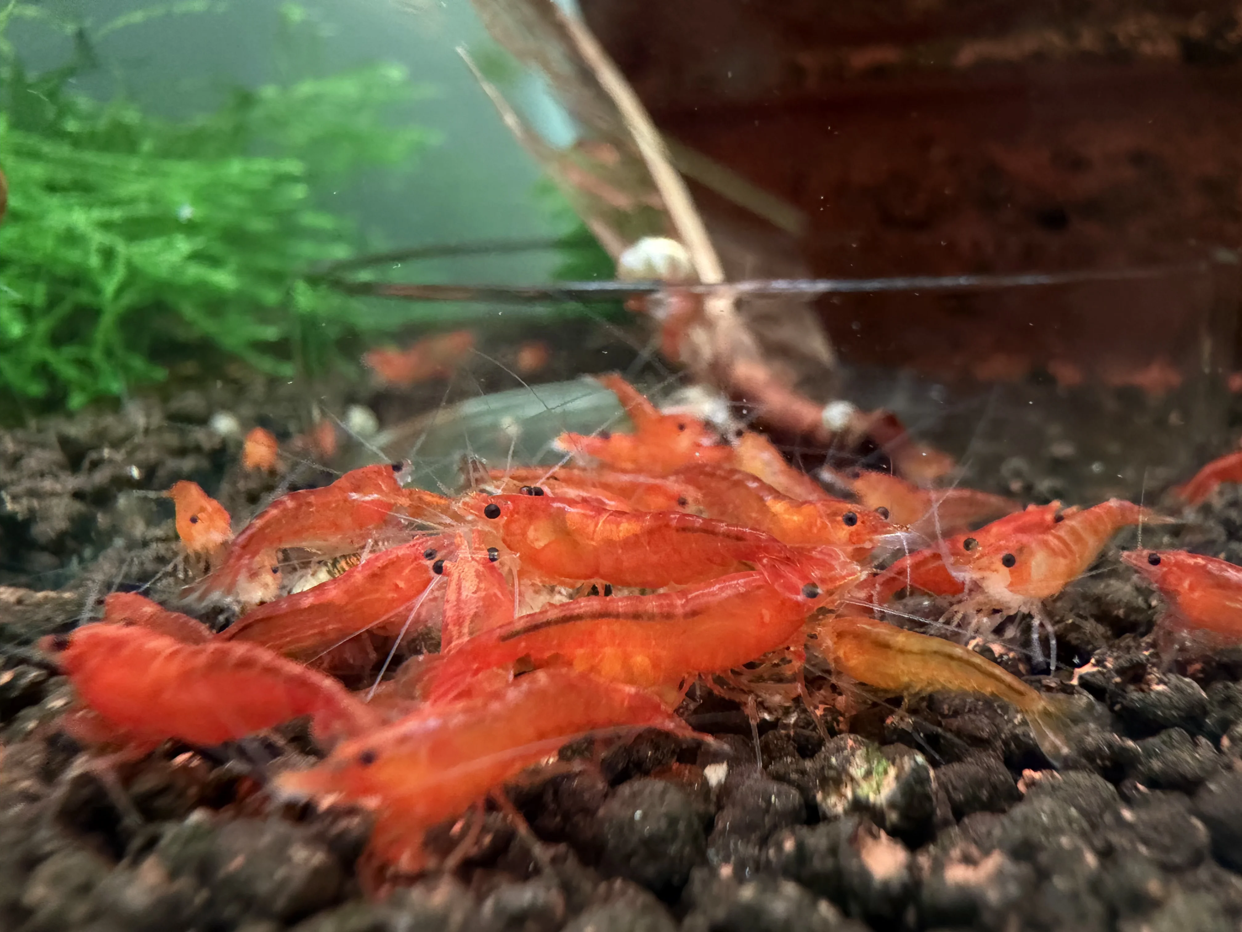 Orange Sunkist neocaridina shrimp on driftwood
