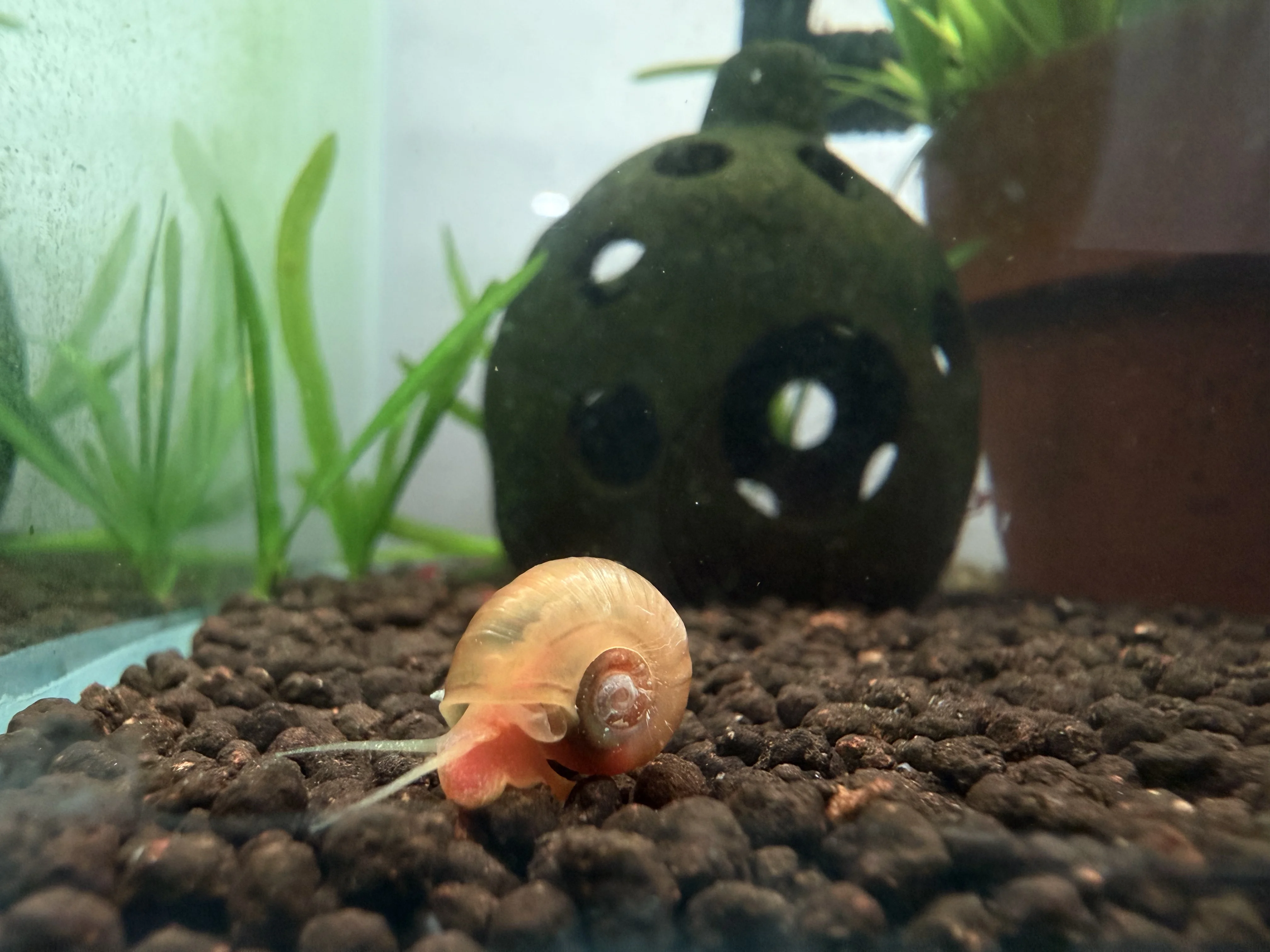 Ramshorn snail on aquarium glass
