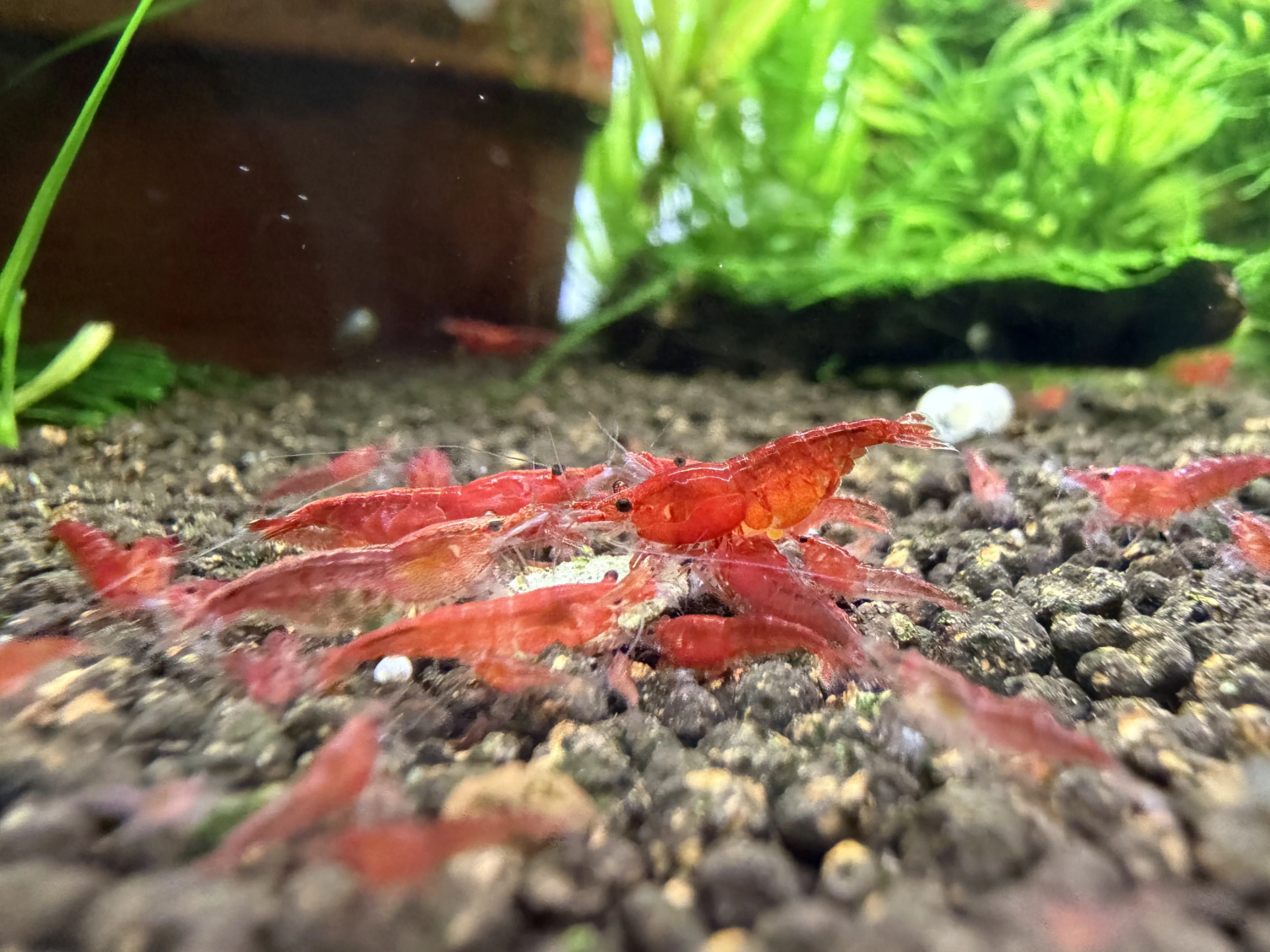 Red Cherry neocaridina shrimp in a planted aquarium