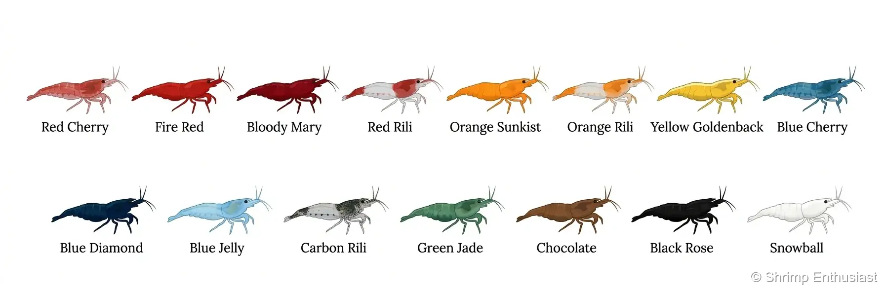 Illustrated chart of 15 neocaridina shrimp colour varieties