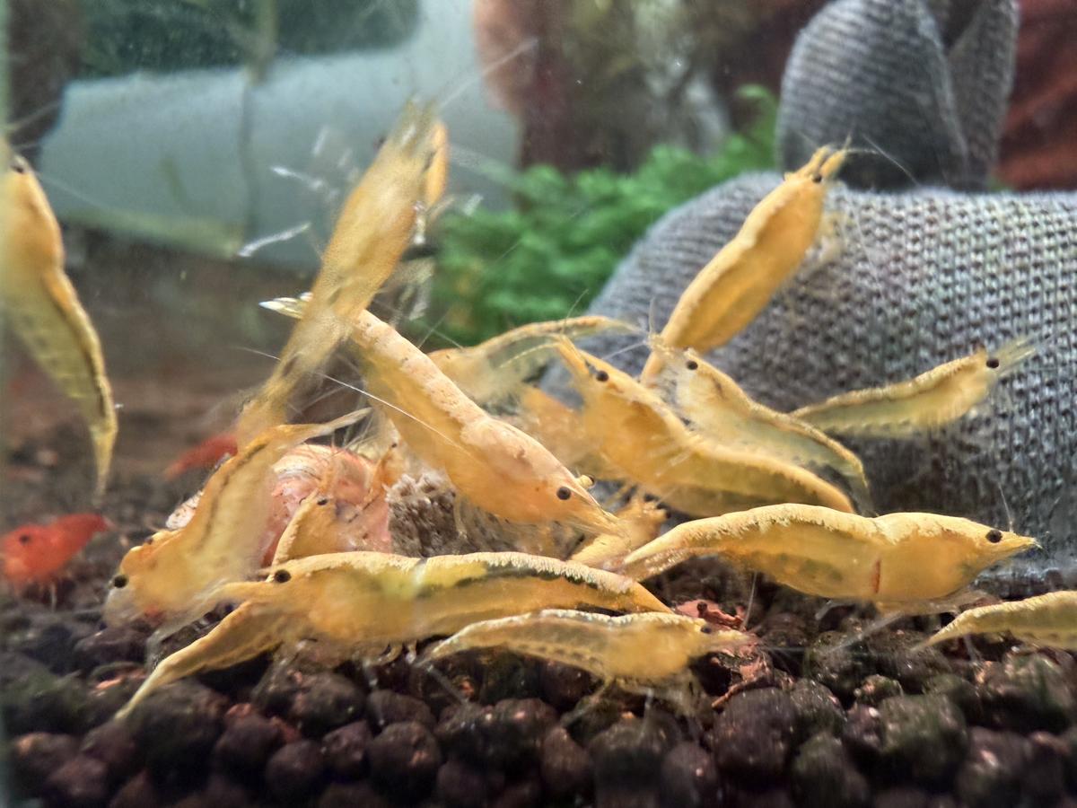 Yellow Goldenback neocaridina shrimp grazing on moss