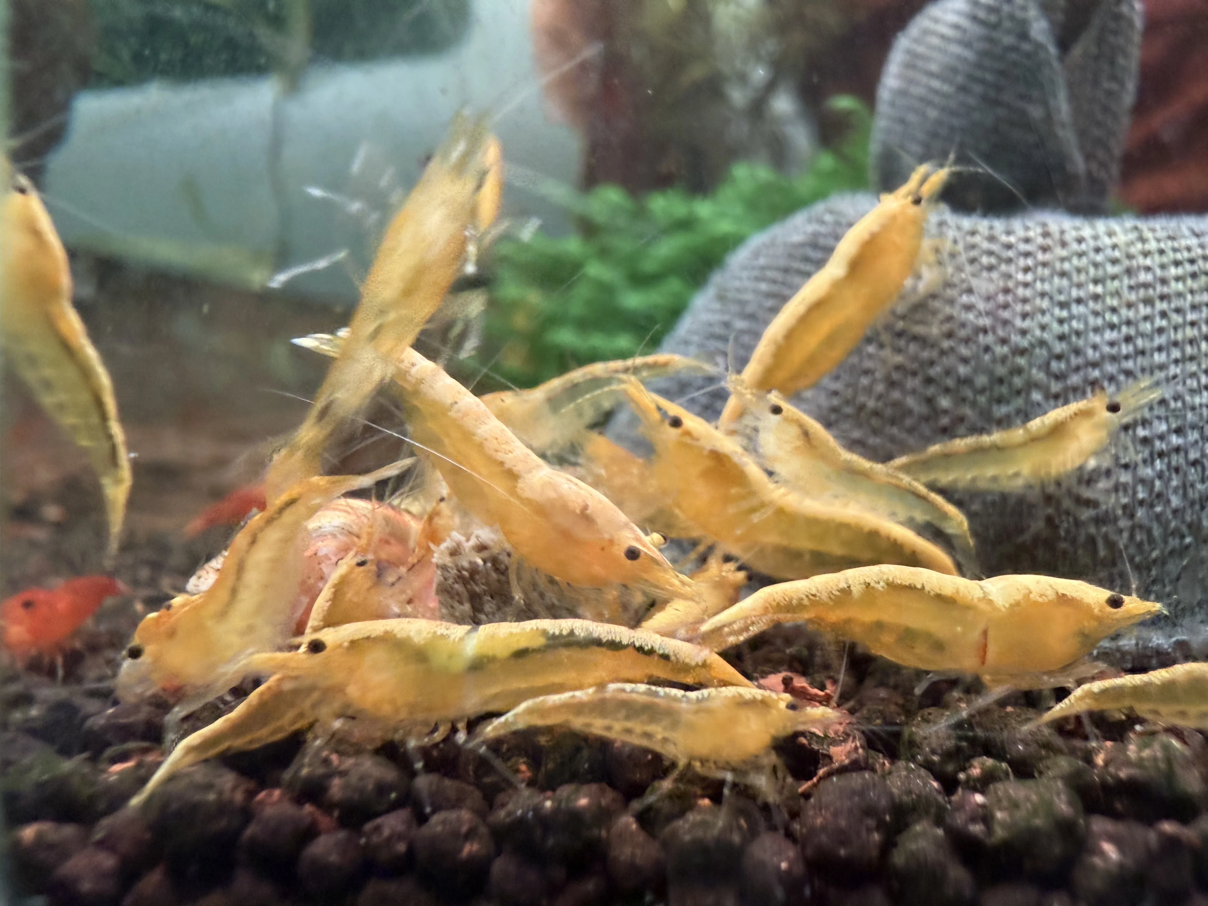 Yellow Goldenback neocaridina shrimp grazing on moss